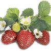 Erdbeeren an der Pflanze