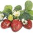 Erdbeeren an der Pflanze