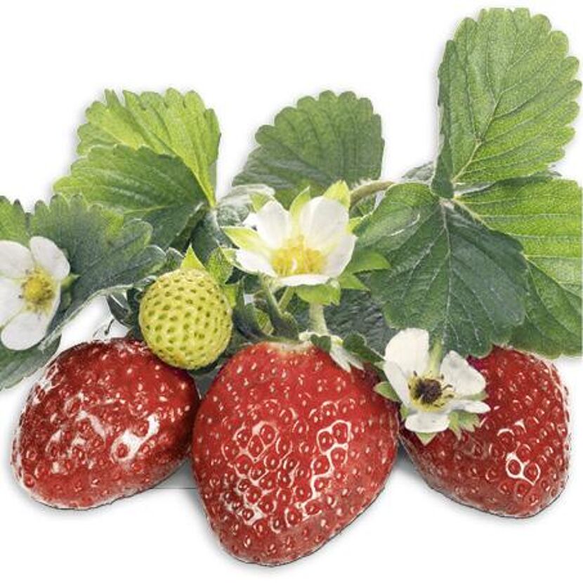 Erdbeeren an der Pflanze
