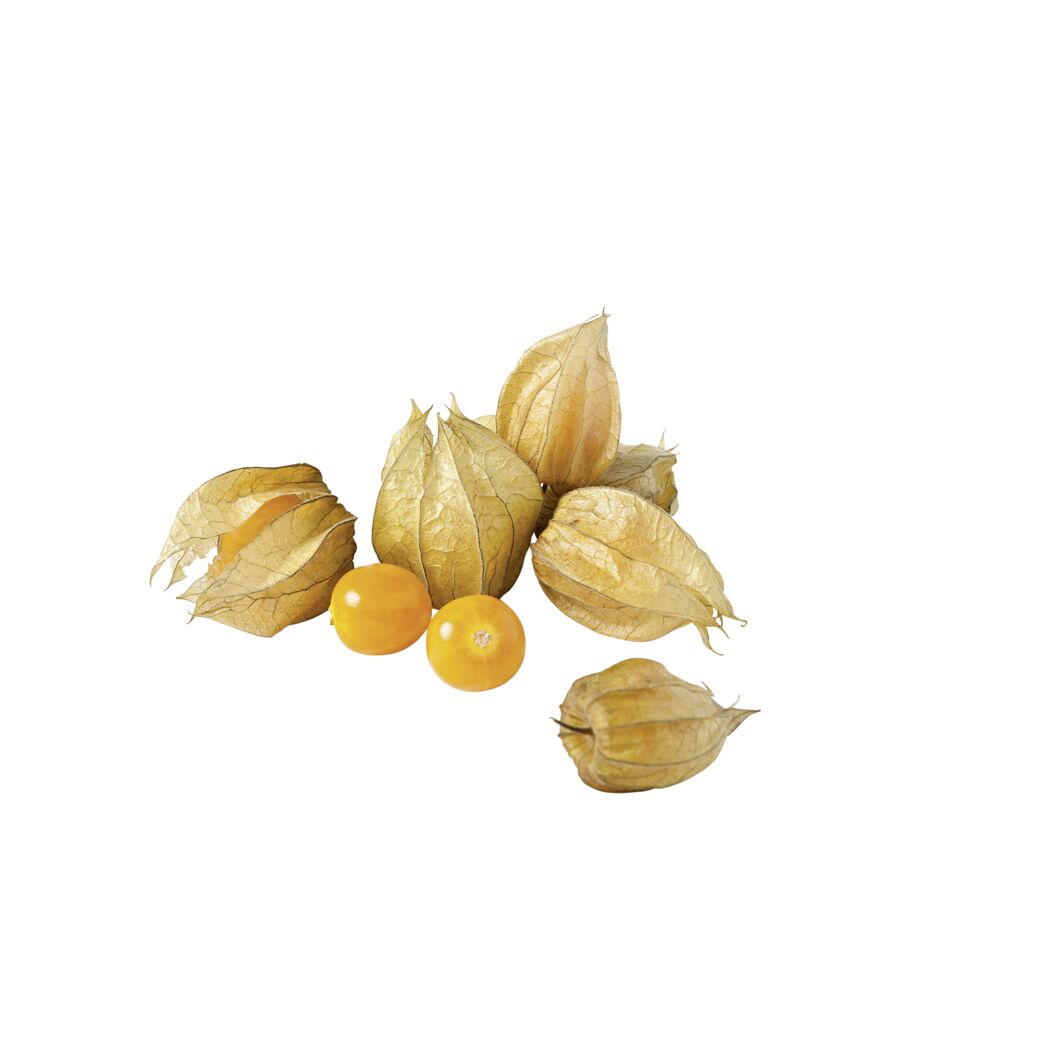 Physalis