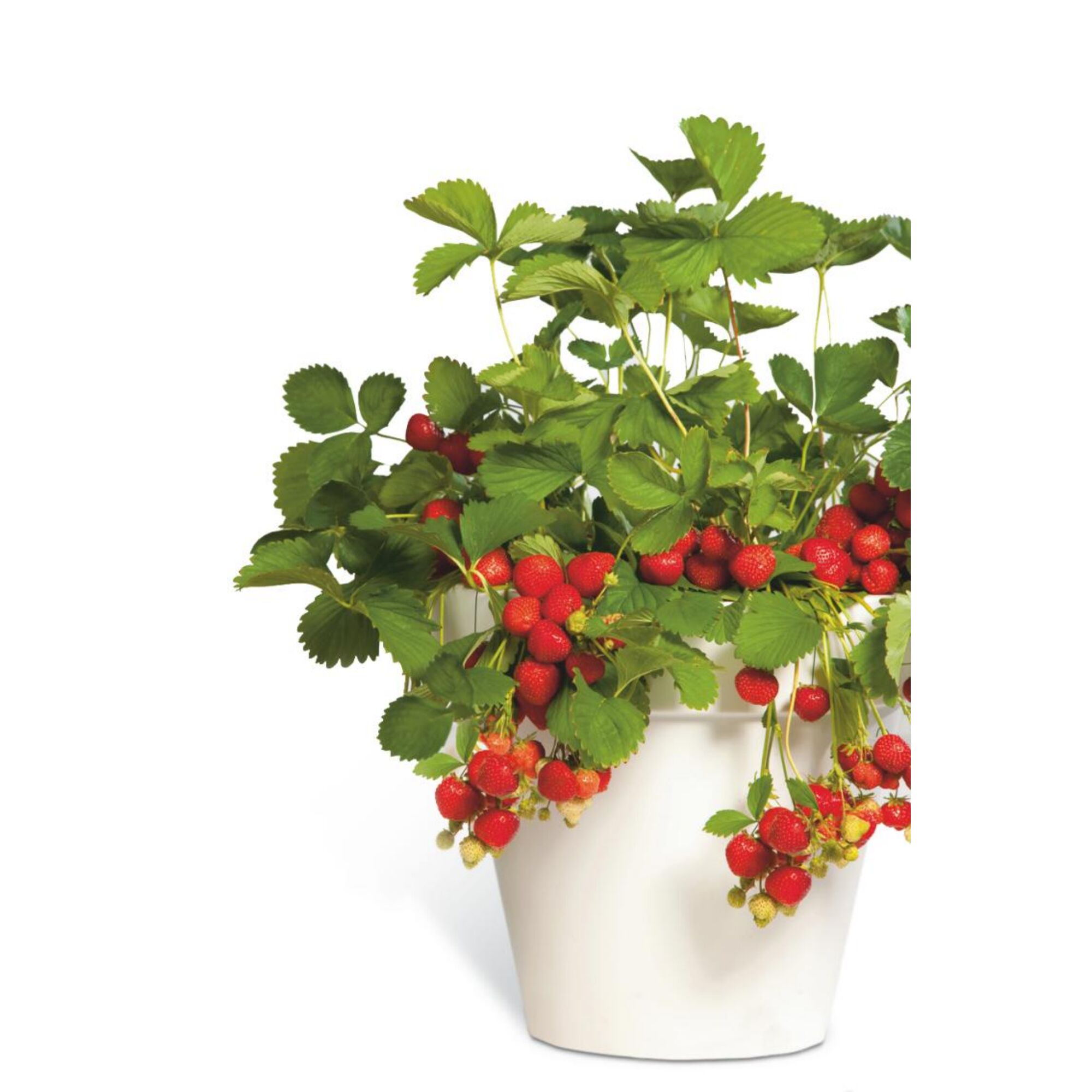 Erdbeerpflanze mit reifen Erdbeeren im Topf