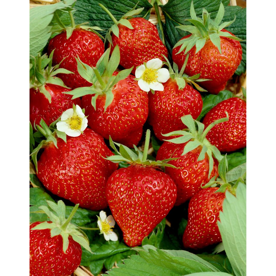 Erdbeeren mit Blüten und Blättern