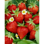 Verkleinertes Bild von Erdbeer-Geländertopf