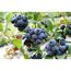 Reife Heidelbeeren an einem Strauch