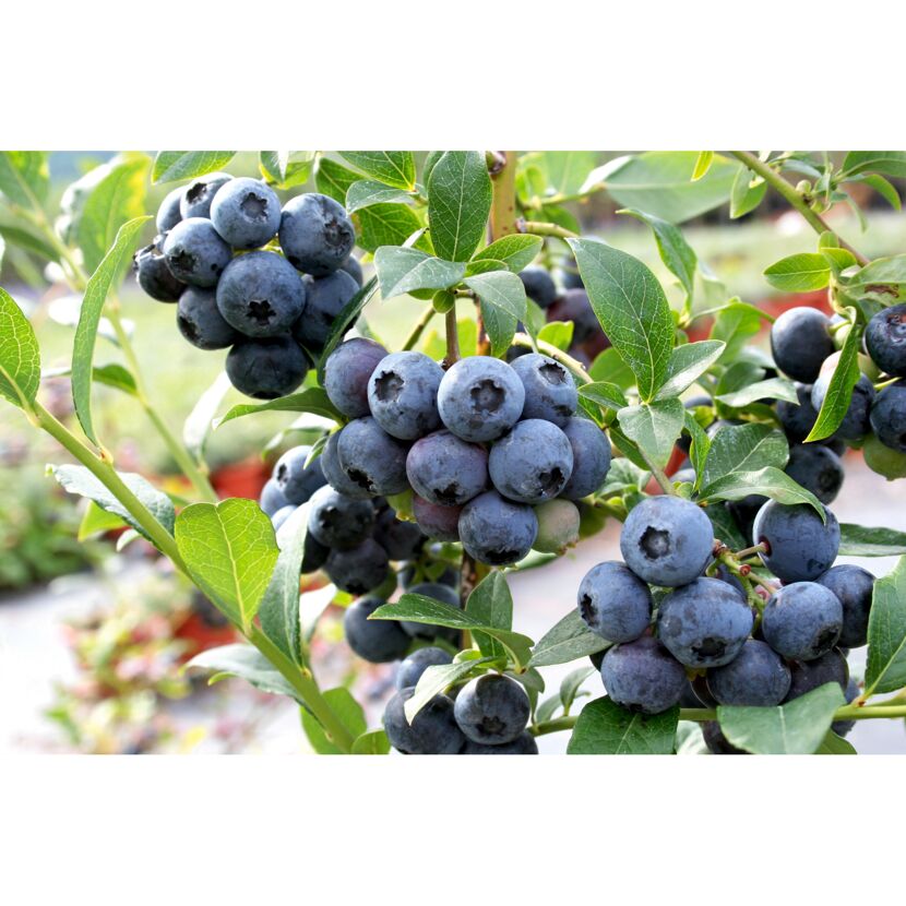 Reife Heidelbeeren an einem Strauch