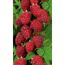 Reife Himbeeren an einer Pflanze