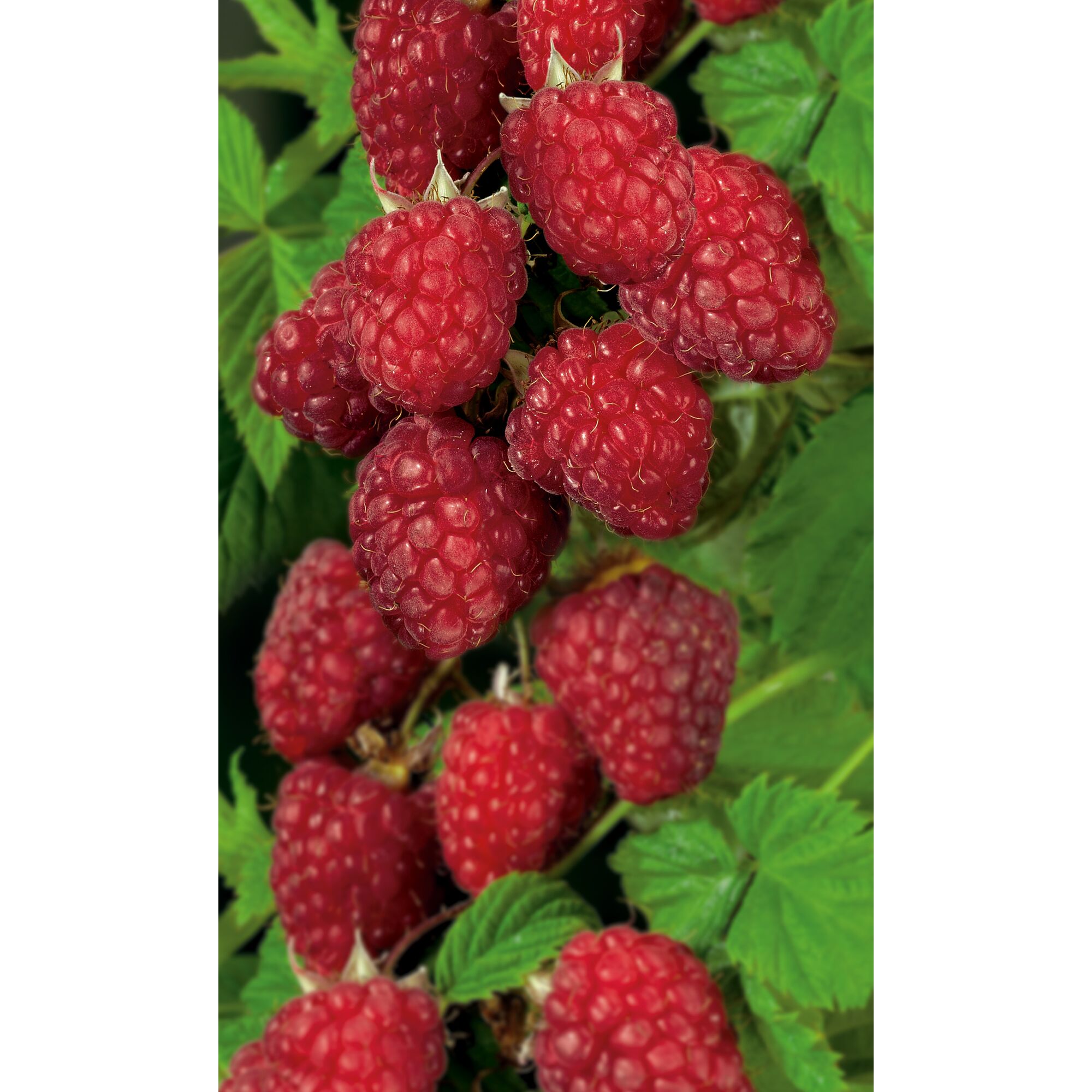 Reife Himbeeren an einer Pflanze