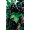 Reife Brombeeren an einem Zweig