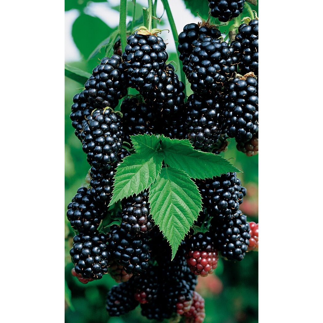 Reife Brombeeren an einem Zweig