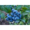 Reife Heidelbeeren am Strauch