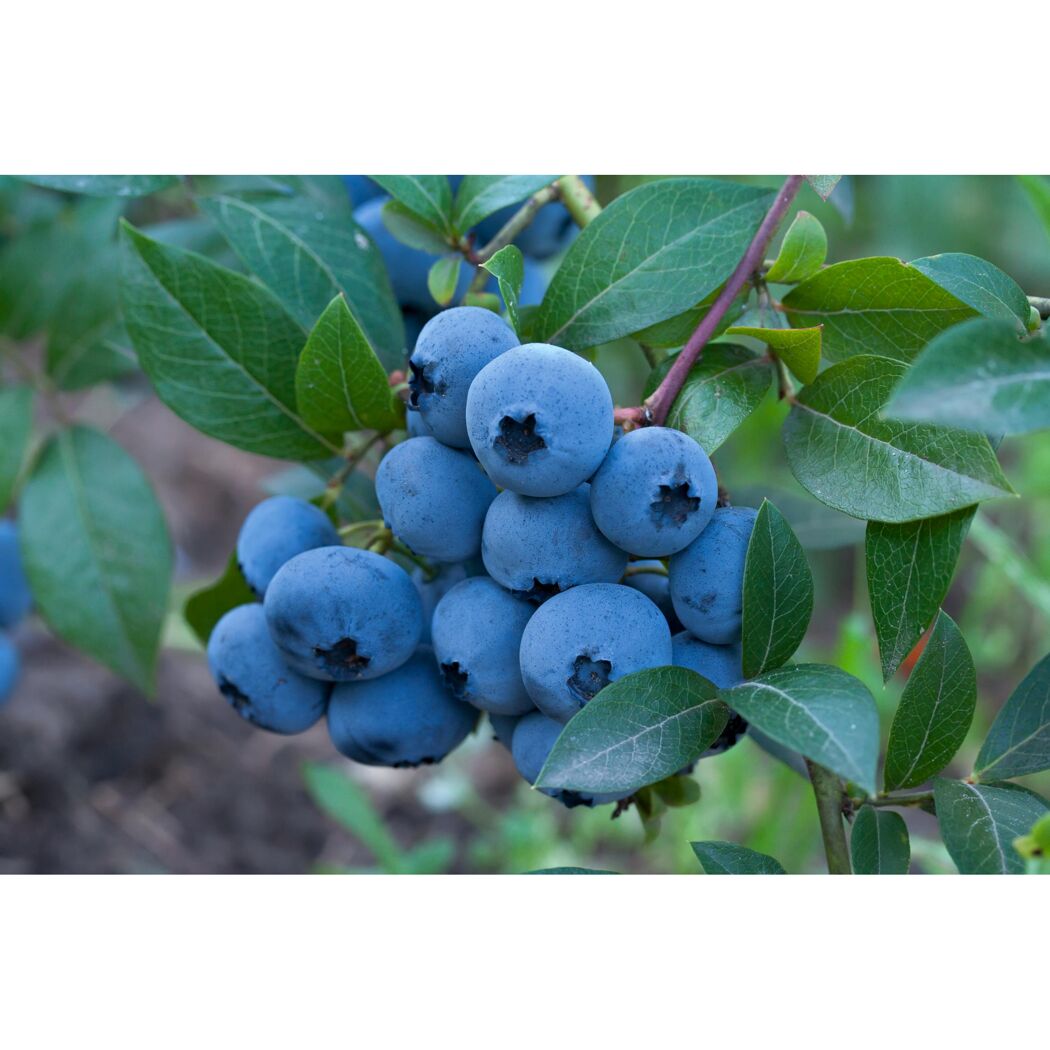 Reife Heidelbeeren am Strauch