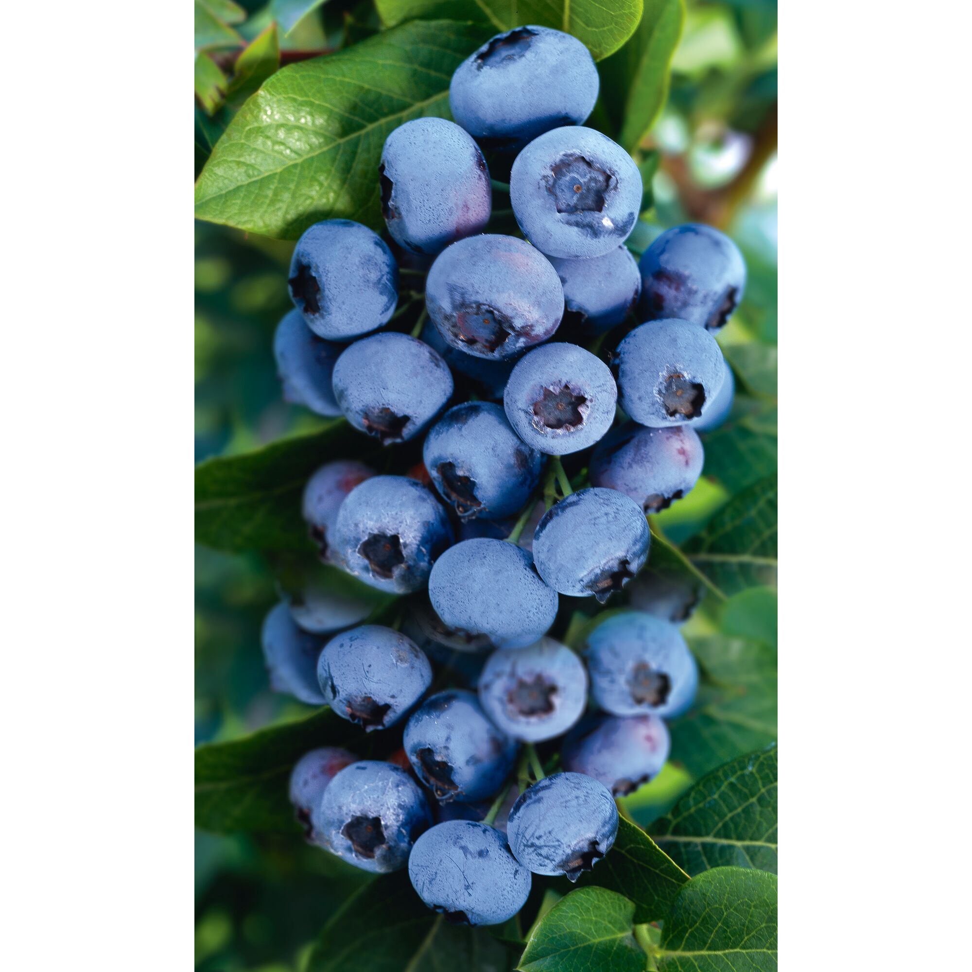 Reife Blaubeeren am Strauch