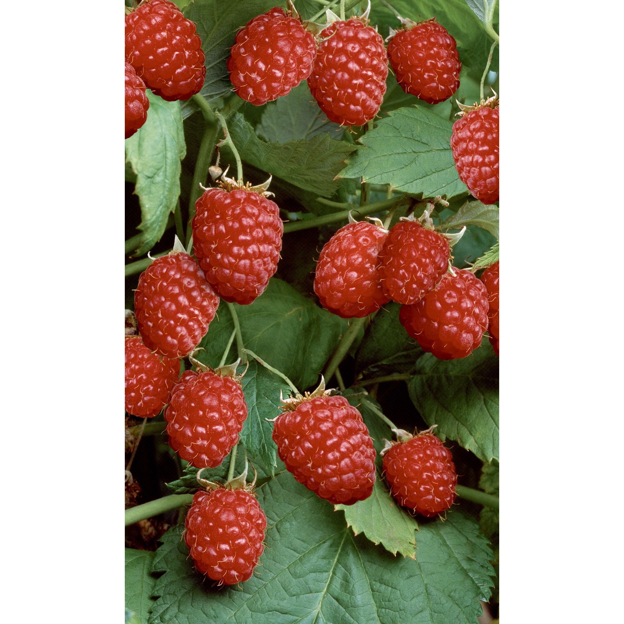 Reife Himbeeren an einer Pflanze