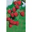 Naturtalent by toom® Bio Himbeere 'Zefa 3', Busch 14 cm Topf