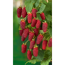 Verkleinertes Bild von Naturtalent by toom® Bio Brombeere 'Tayberry', Busch 14 cm Topf