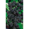 Reife Brombeeren an einem Zweig