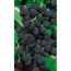 Reife Brombeeren an einem Zweig