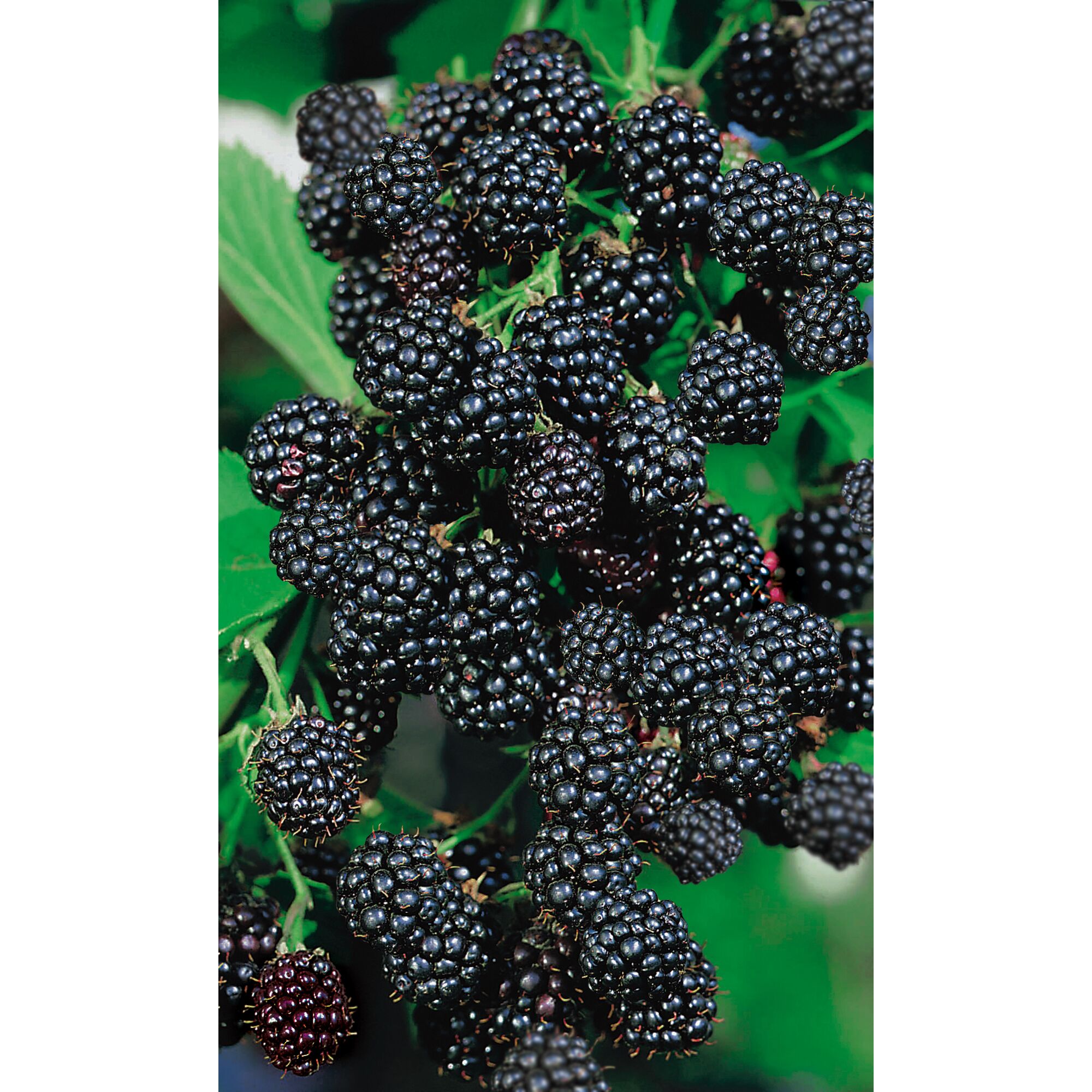 Reife Brombeeren an einem Zweig