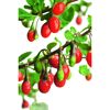 Reife und unreife Gojibeeren am Strauch