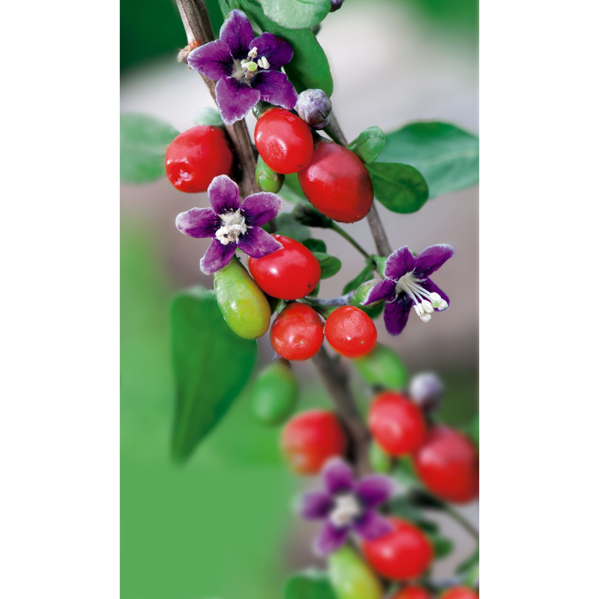 Gojibeerenpflanze mit reifen Früchten und Blüten