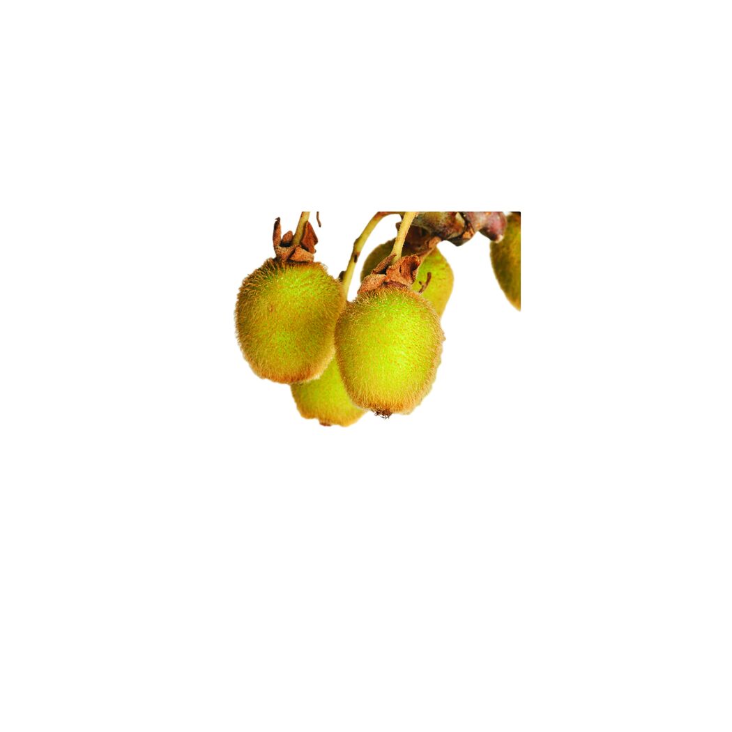 Kiwis an einem Zweig