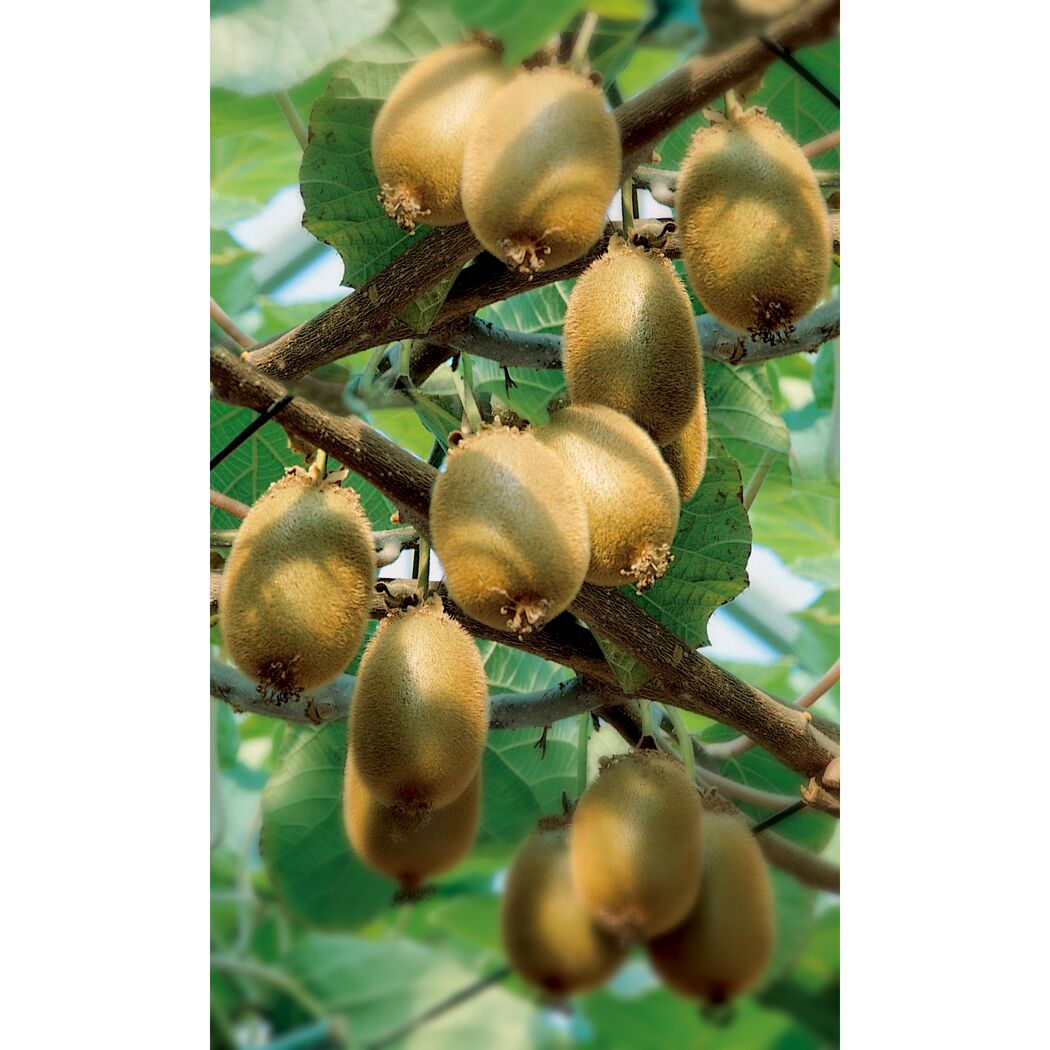 Kiwis an einem Ast