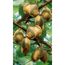 Kiwis an einem Ast