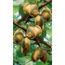 Verkleinertes Bild von Naturtalent by toom® Bio Kiwi 'Jenny', Busch 19 cm Topf