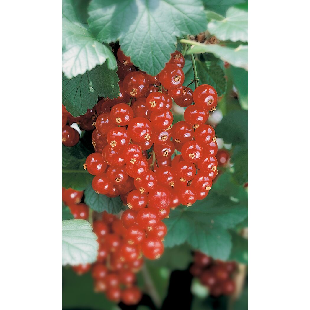 Rote Johannisbeeren am Strauch