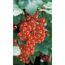 Rote Johannisbeeren am Strauch