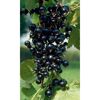 Schwarze Johannisbeeren an einem Strauch