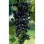 Schwarze Johannisbeeren an einem Strauch