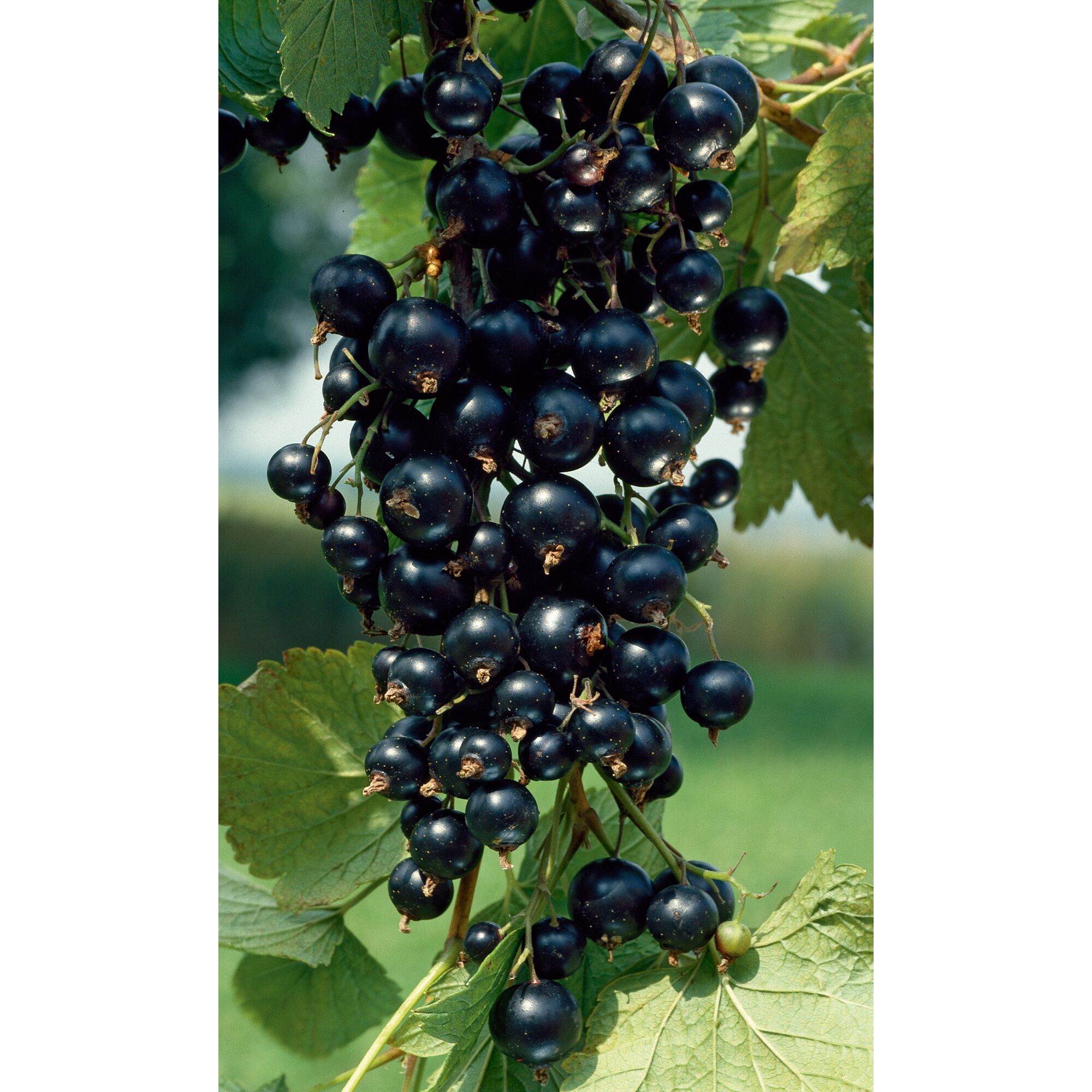 Schwarze Johannisbeeren an einem Strauch