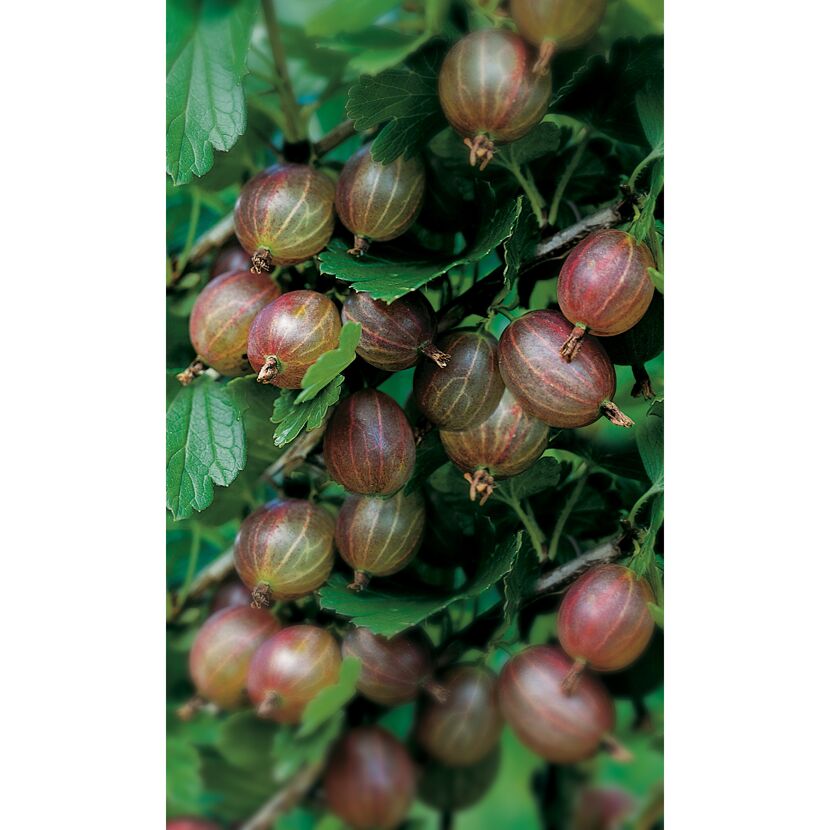 Reife Stachelbeeren am Strauch