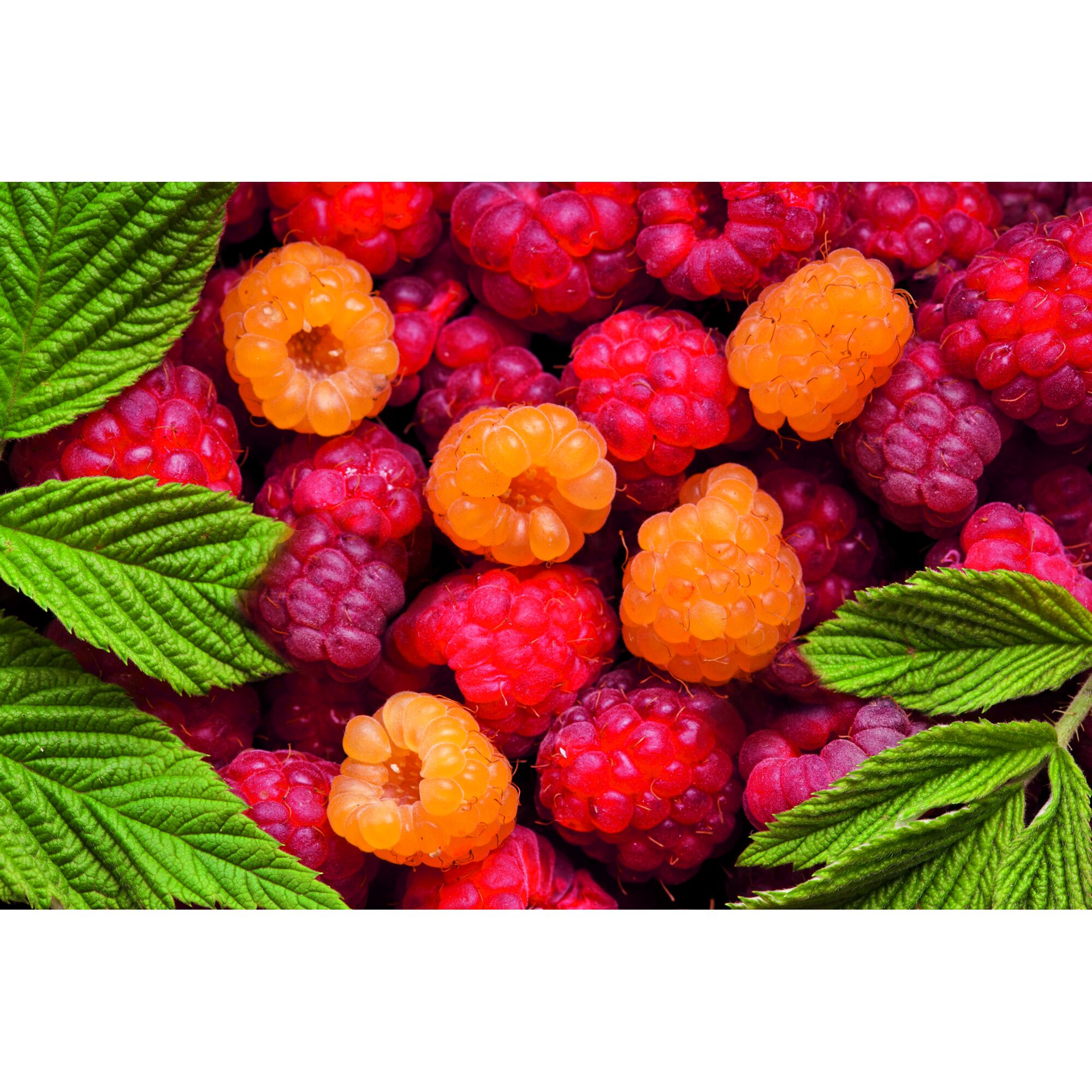 Rote und gelbe Himbeeren mit grünen Blättern