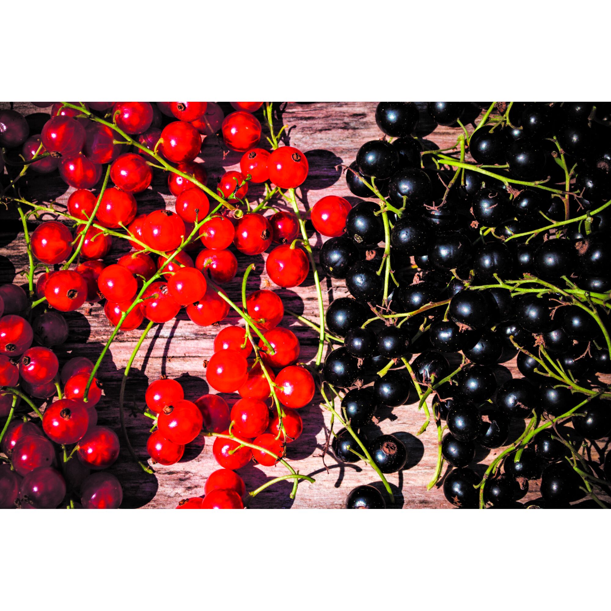 Rote und schwarze Johannisbeeren auf Holztisch