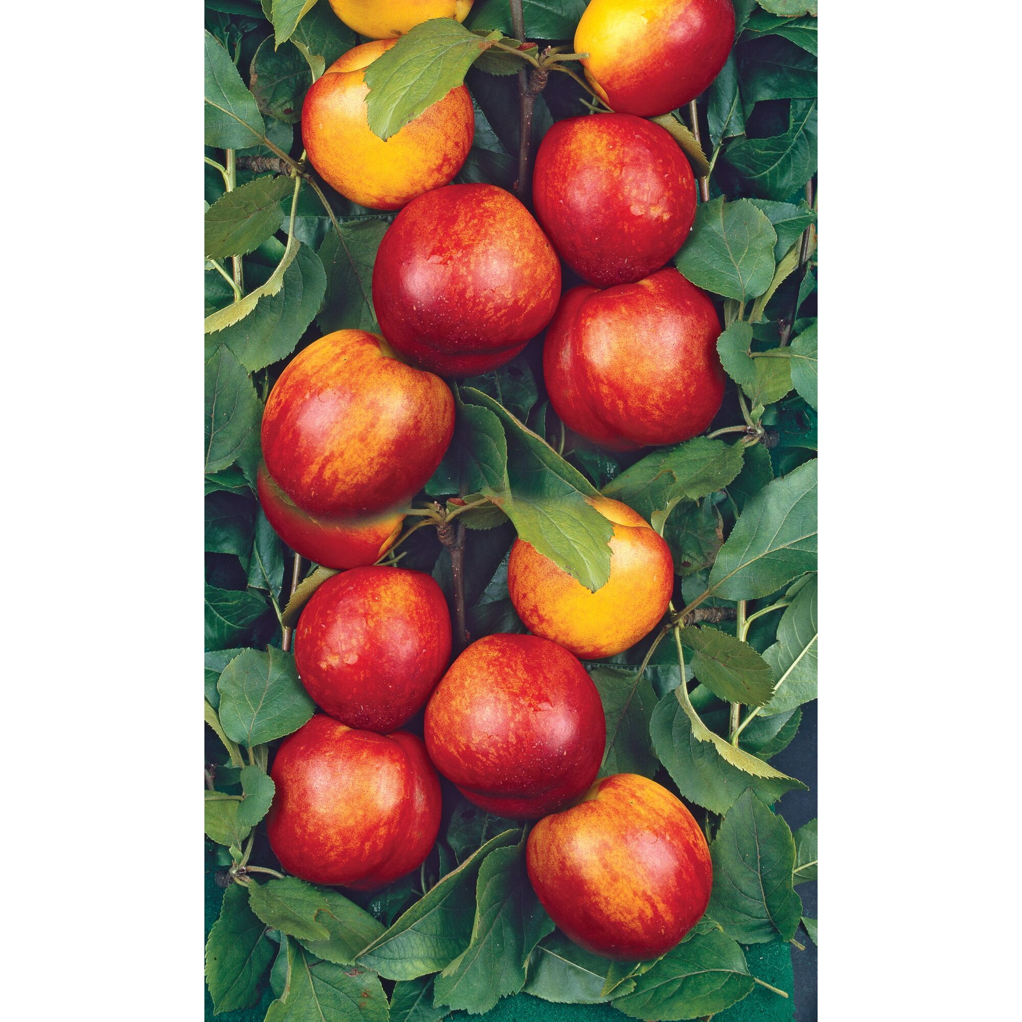 Reife Nektarinen am Baum