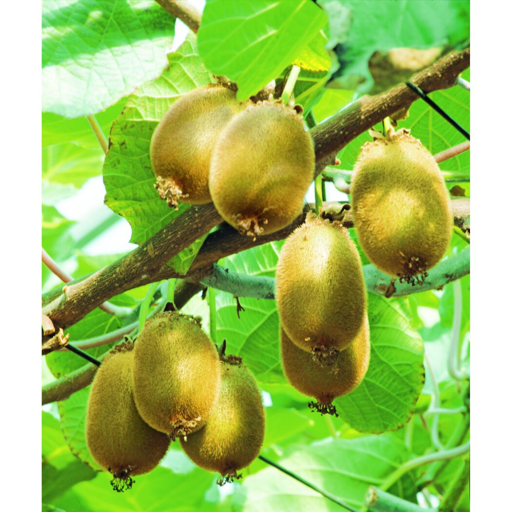 Kiwis wachsen an einem Ast mit grünen Blättern.