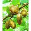Kiwis wachsen an einem Ast mit grünen Blättern.