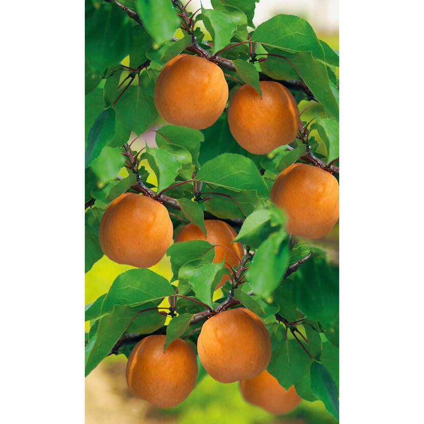 Reife Aprikosen am Baum