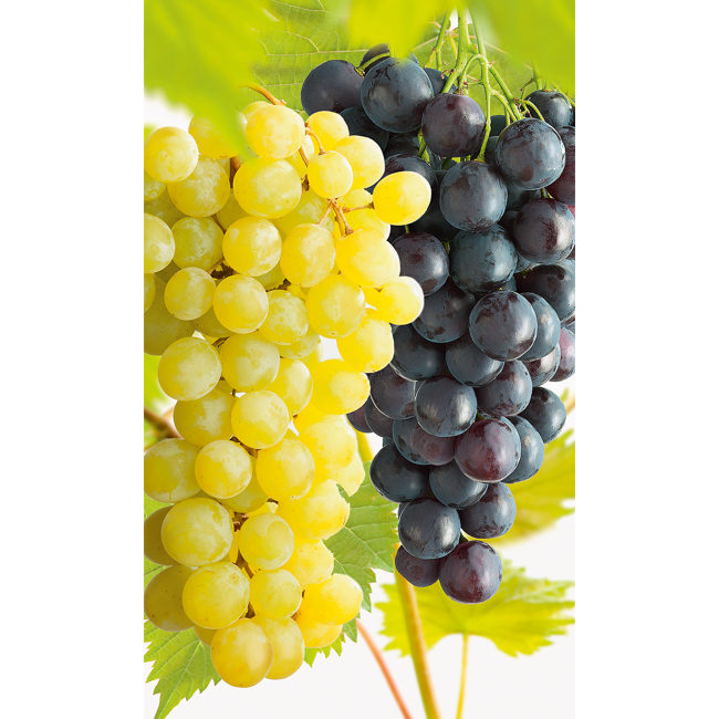 Bild von Naturtalent by toom® Bio-Duo-Wein mehltautolerant, Busch 25 cm Topf
