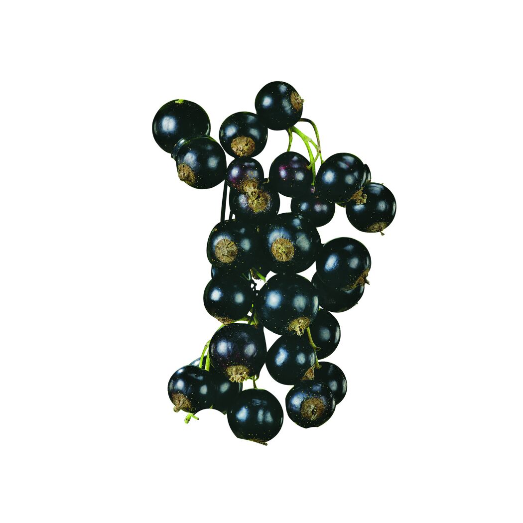 Schwarze Johannisbeeren an Stiel