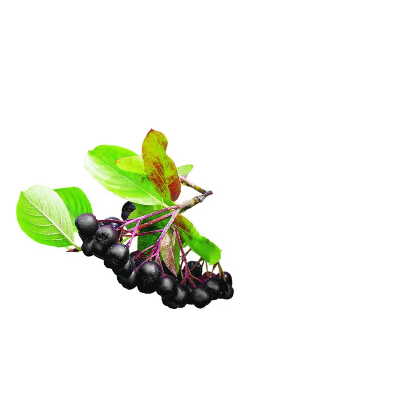 Schwarze Aroniabeeren an einem Zweig mit grünen Blättern