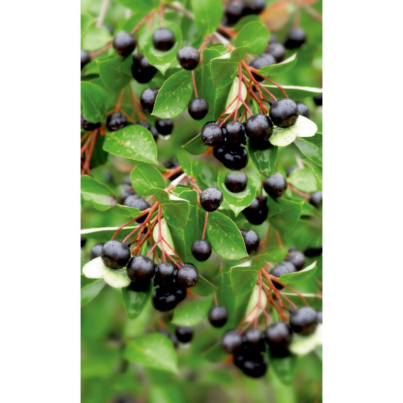 Schwarze Aroniabeeren am Strauch