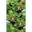 Verkleinertes Bild von Naturtalent by toom® Bio Apfelbeere, Busch 25 cm Topf