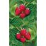 Reife Himbeeren an Strauch