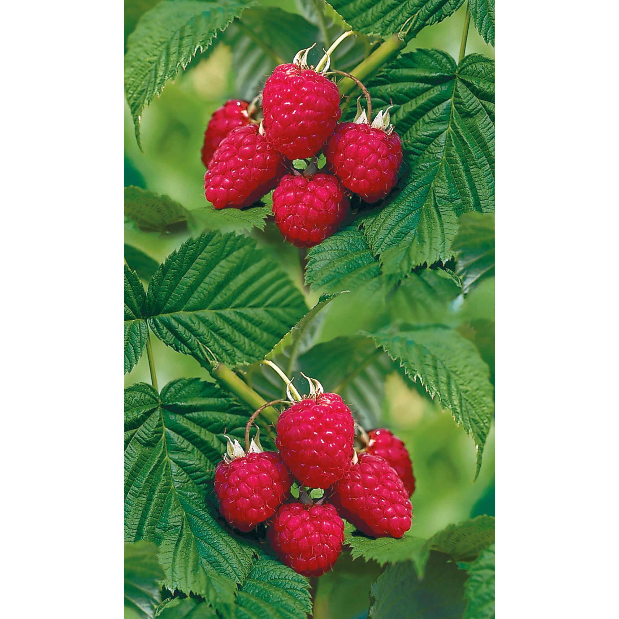 Reife Himbeeren an Strauch