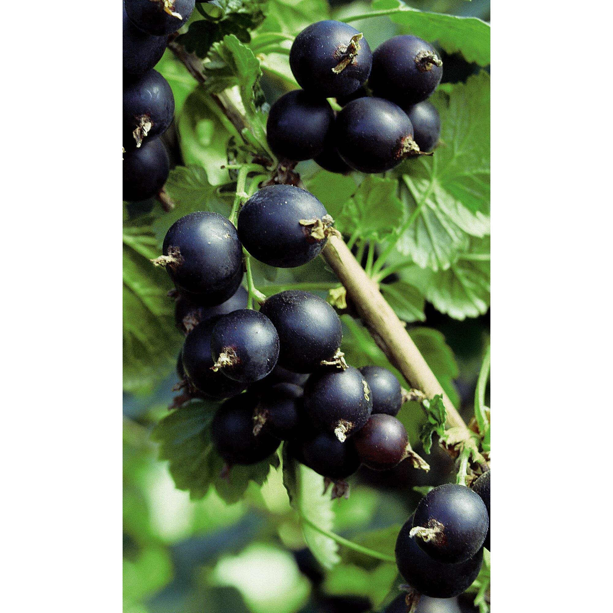 Schwarze Johannisbeeren an einem Strauch