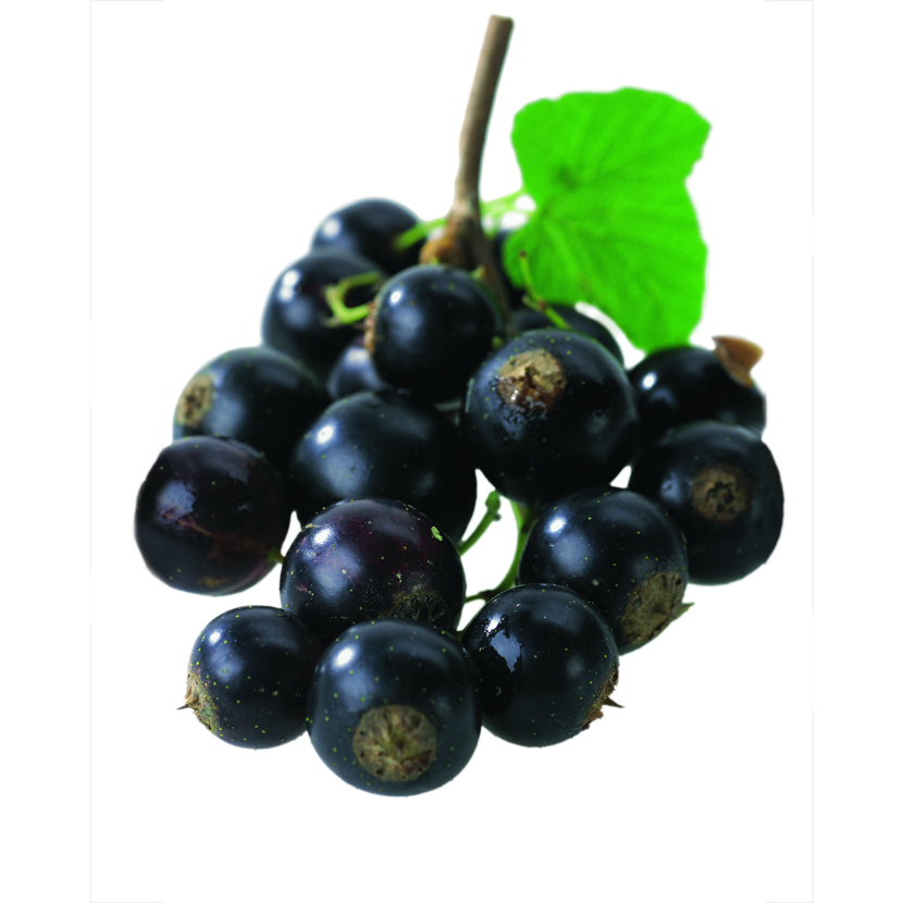 Schwarze Johannisbeeren an einem Zweig mit Blättern