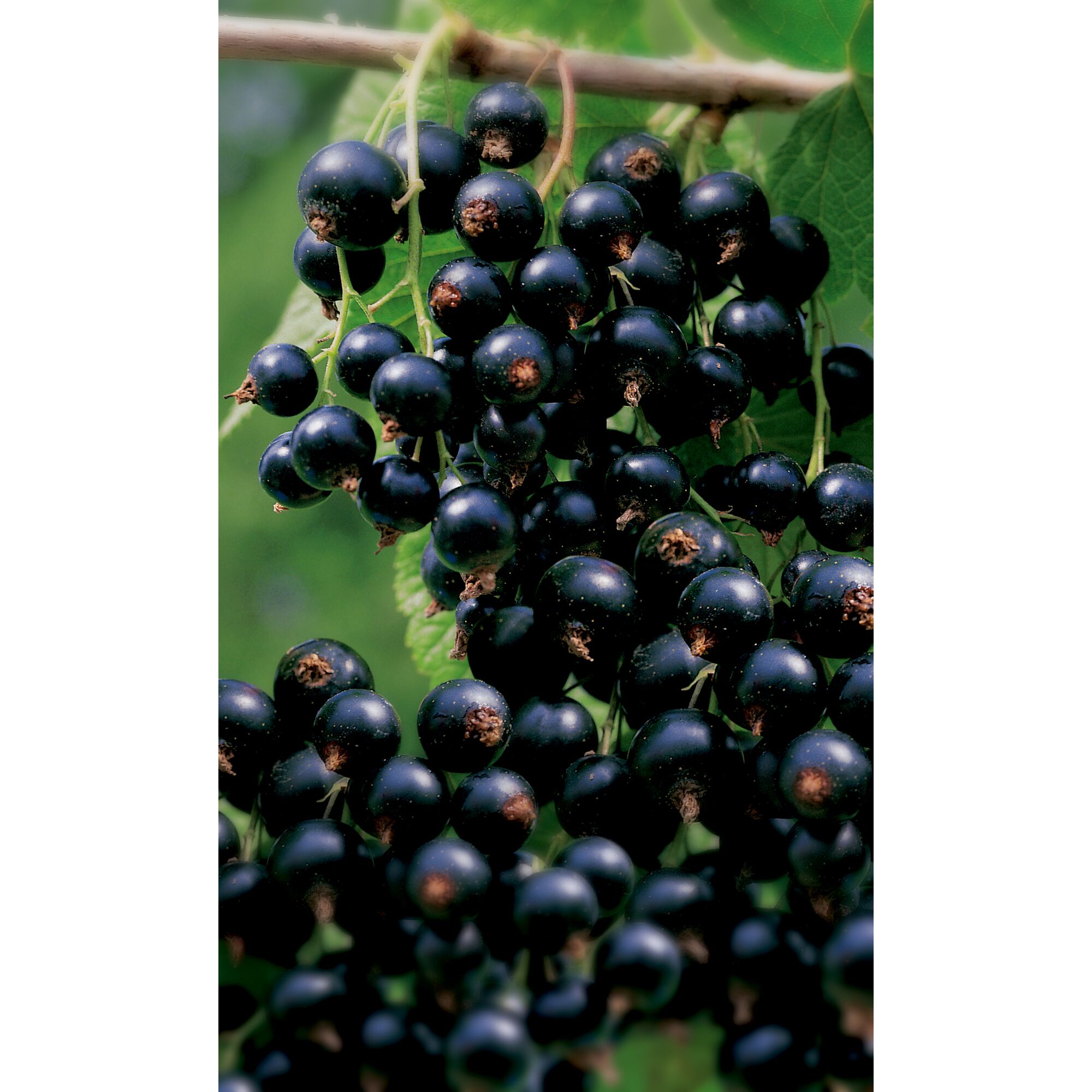 Schwarze Johannisbeeren an einem Zweig